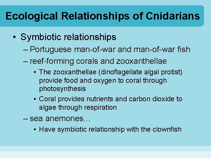 Ecological Relationships of Cnidarians • Symbiotic relationships – Portuguese man-of-war and man-of-war fish –