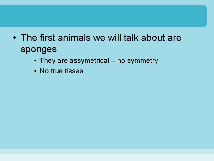  • The first animals we will talk about are sponges • They are