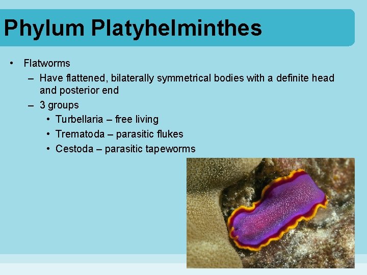 Phylum Platyhelminthes • Flatworms – Have flattened, bilaterally symmetrical bodies with a definite head
