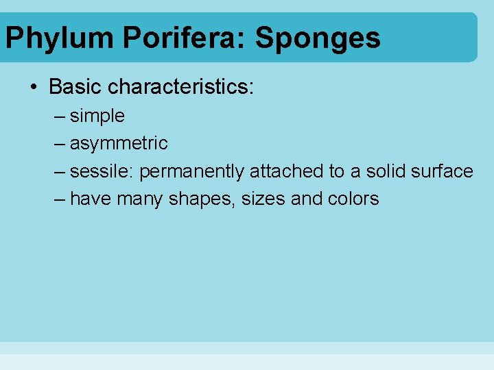 Phylum Porifera: Sponges • Basic characteristics: – simple – asymmetric – sessile: permanently attached