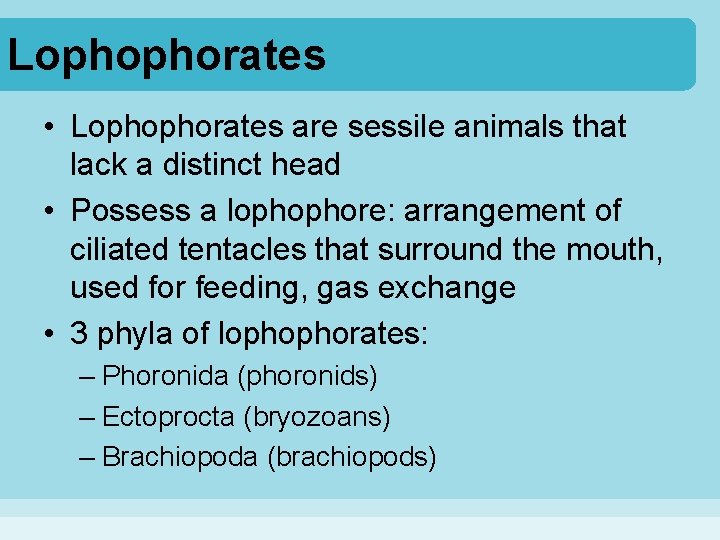 Lophophorates • Lophophorates are sessile animals that lack a distinct head • Possess a Lophophorates • Lophophorates are sessile animals that lack a distinct head • Possess a