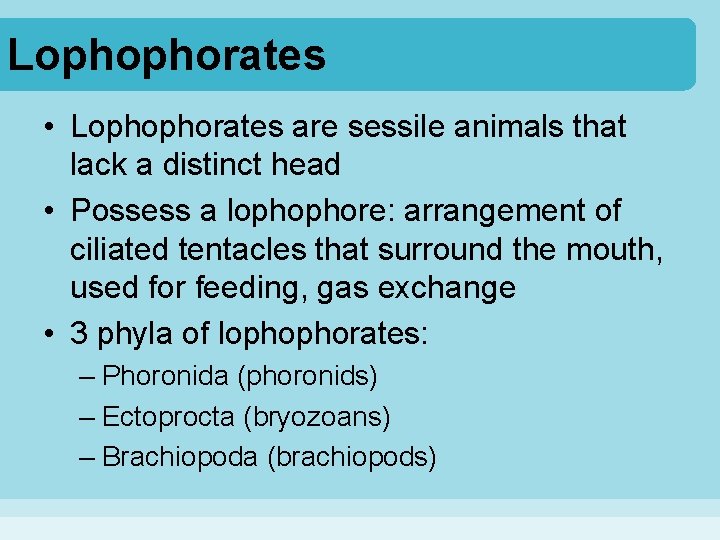 Lophophorates • Lophophorates are sessile animals that lack a distinct head • Possess a