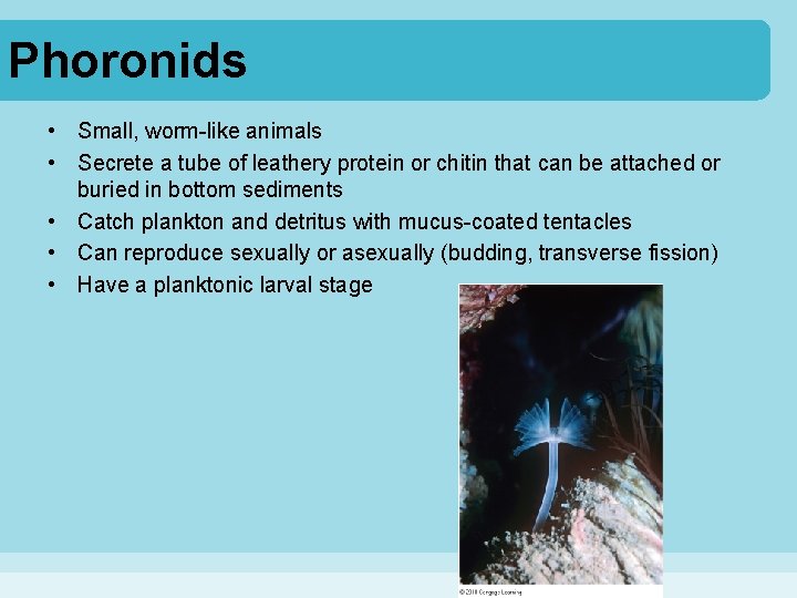 Phoronids • Small, worm-like animals • Secrete a tube of leathery protein or chitin Phoronids • Small, worm-like animals • Secrete a tube of leathery protein or chitin