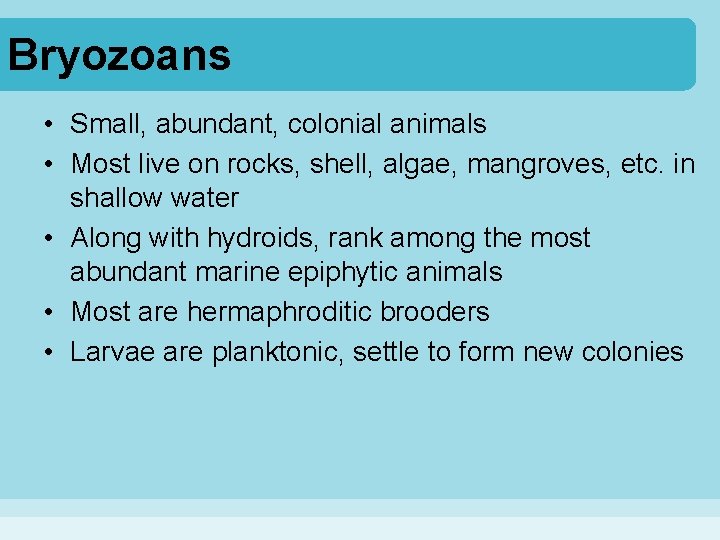 Bryozoans • Small, abundant, colonial animals • Most live on rocks, shell, algae, mangroves,