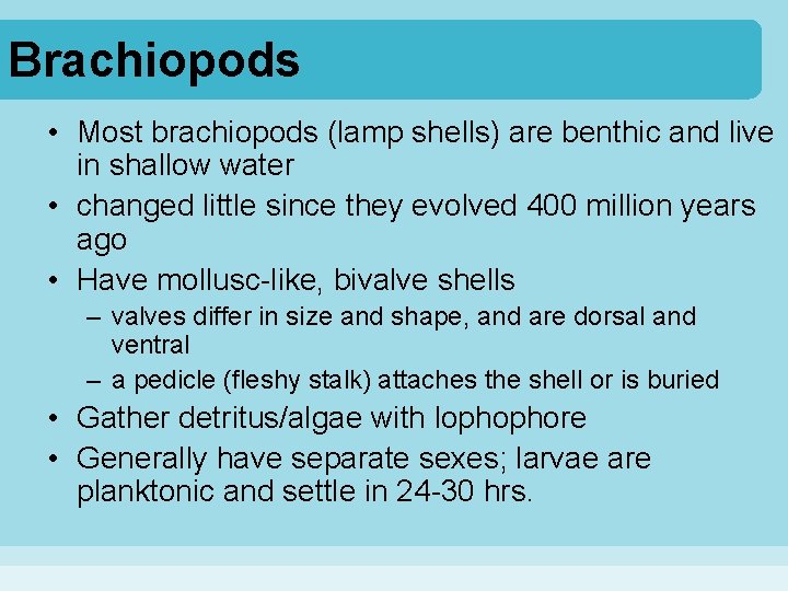 Brachiopods • Most brachiopods (lamp shells) are benthic and live in shallow water •