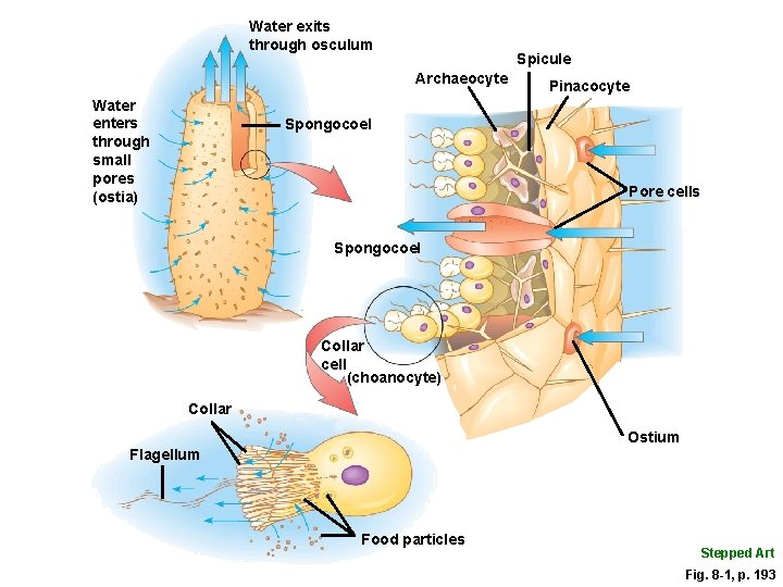 Water exits through osculum Spicule Archaeocyte Water enters through small pores (ostia) Pinacocyte Spongocoel Water exits through osculum Spicule Archaeocyte Water enters through small pores (ostia) Pinacocyte Spongocoel