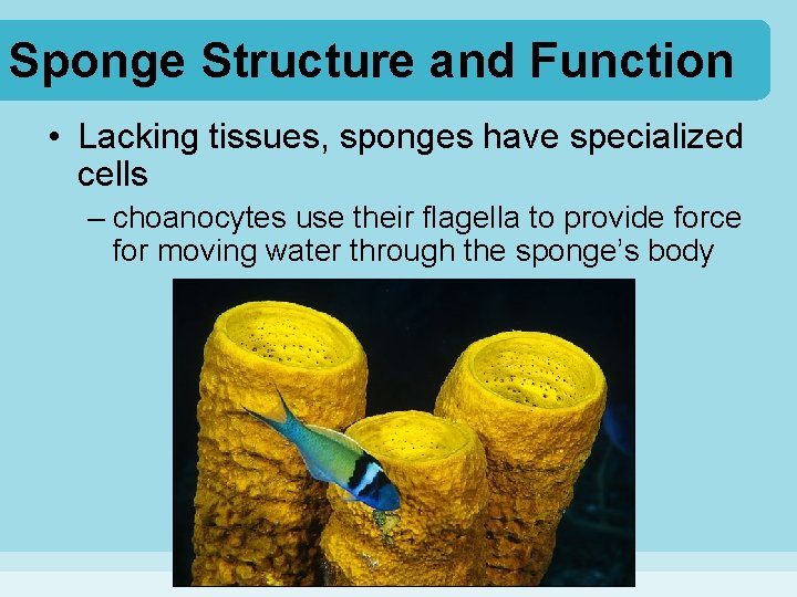 Sponge Structure and Function • Lacking tissues, sponges have specialized cells – choanocytes use