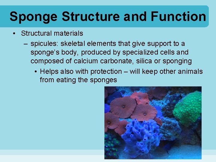 Sponge Structure and Function • Structural materials – spicules: skeletal elements that give support Sponge Structure and Function • Structural materials – spicules: skeletal elements that give support