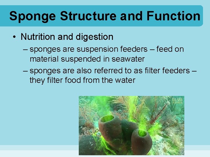 Sponge Structure and Function • Nutrition and digestion – sponges are suspension feeders – Sponge Structure and Function • Nutrition and digestion – sponges are suspension feeders –