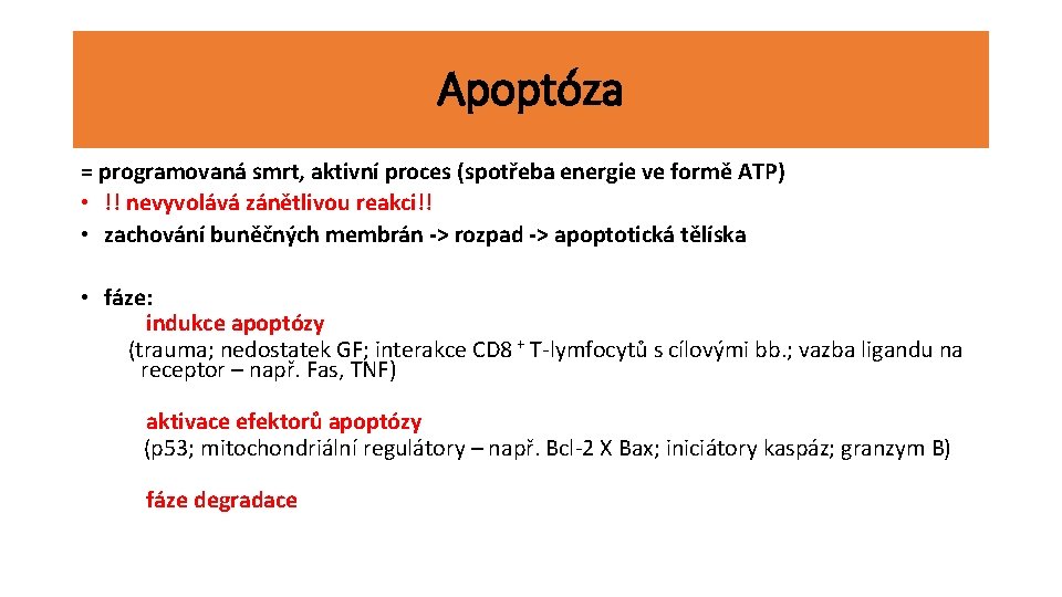 Apoptóza = programovaná smrt, aktivní proces (spotřeba energie ve formě ATP) • !! nevyvolává