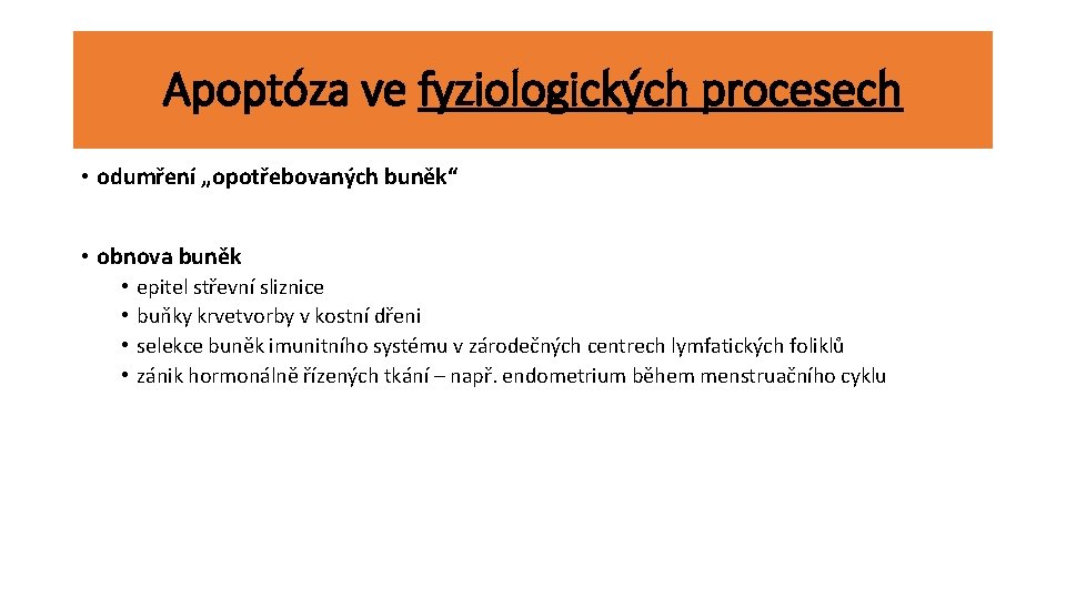 Apoptóza ve fyziologických procesech • odumření „opotřebovaných buněk“ • obnova buněk • • epitel
