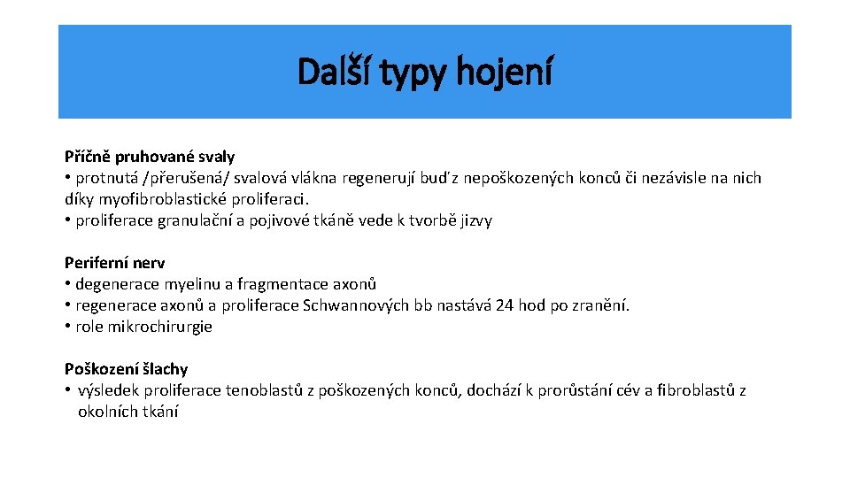 Další typy hojení Příčně pruhované svaly • protnutá /přerušená/ svalová vlákna regenerují buď z