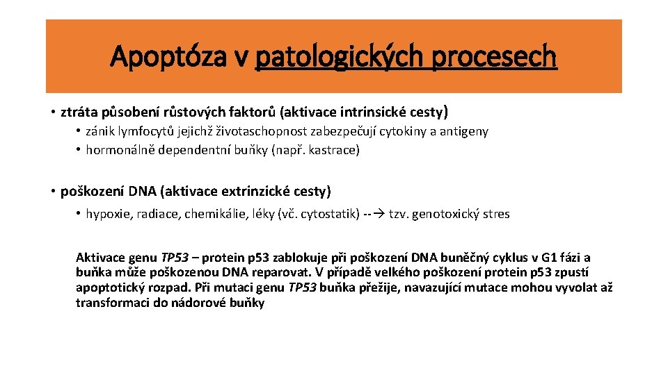 Apoptóza v patologických procesech • ztráta působení růstových faktorů (aktivace intrinsické cesty ) •