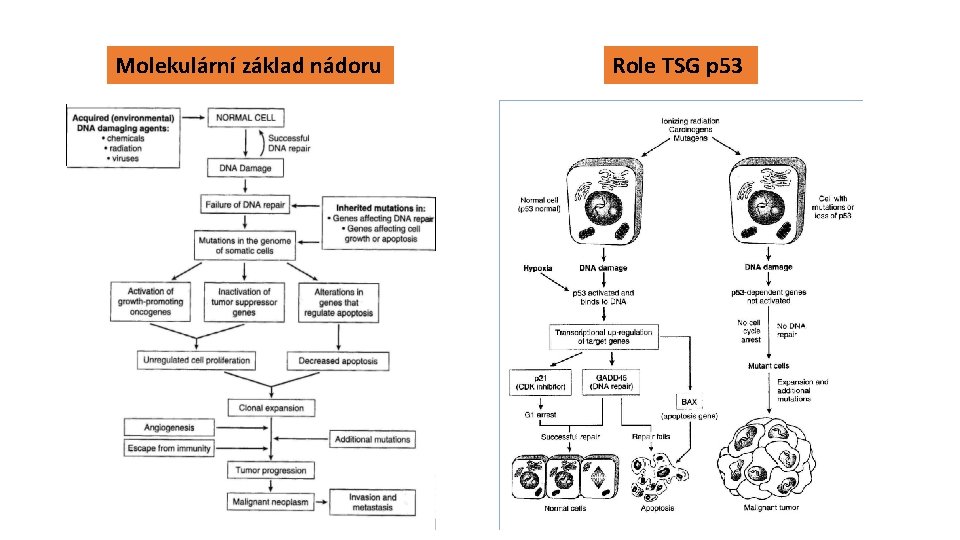 Molekulární základ nádoru Role TSG p 53 