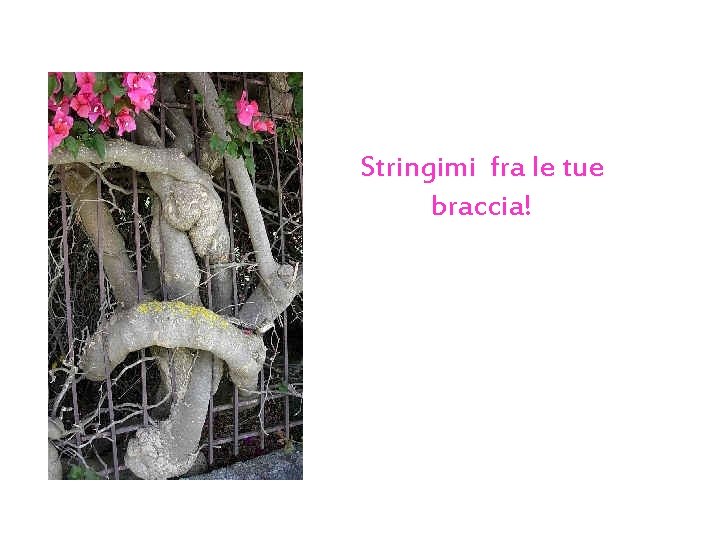 Stringimi fra le tue braccia! 