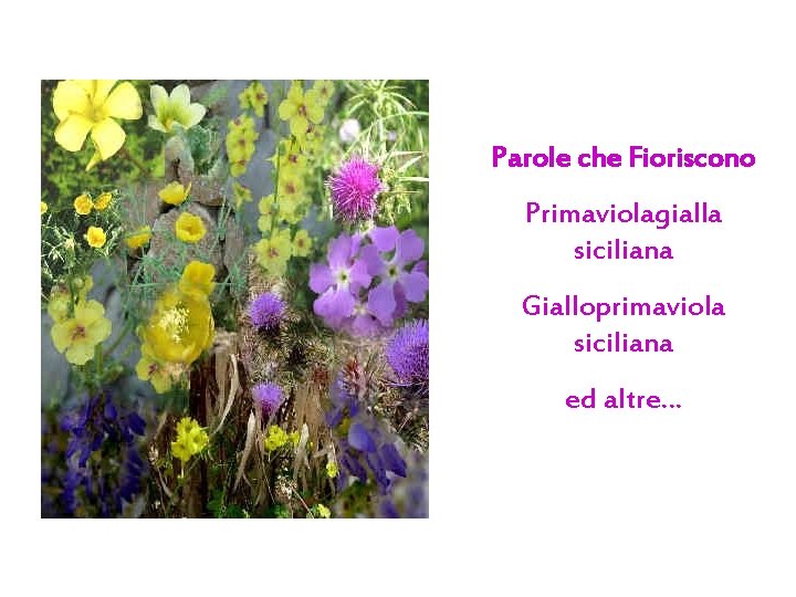 Parole che Fioriscono Primaviolagialla siciliana Gialloprimaviola siciliana ed altre… 