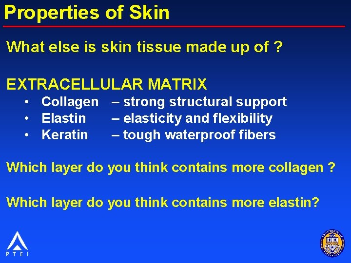Properties of Skin What else is skin tissue made up of ? EXTRACELLULAR MATRIX