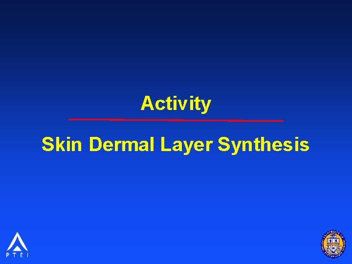 Activity Skin Dermal Layer Synthesis 