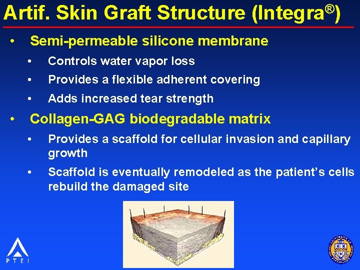 Artif. Skin Graft Structure (Integra®) • • Semi-permeable silicone membrane • Controls water vapor