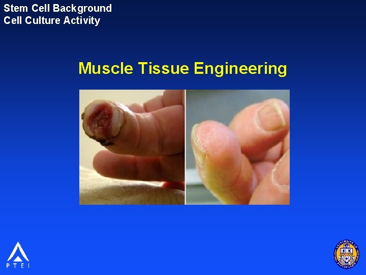 Stem Cell Background Cell Culture Activity Muscle Tissue Engineering 