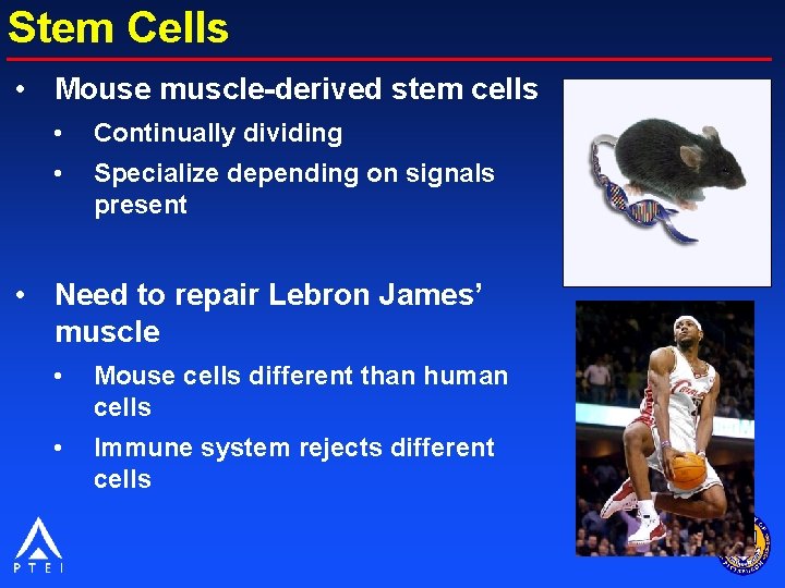 Stem Cells • Mouse muscle-derived stem cells • Continually dividing • Specialize depending on