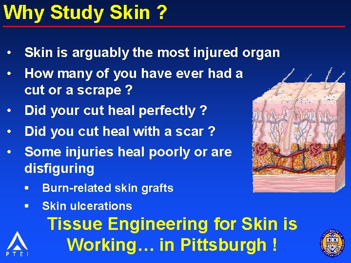 Why Study Skin ? • Skin is arguably the most injured organ • How