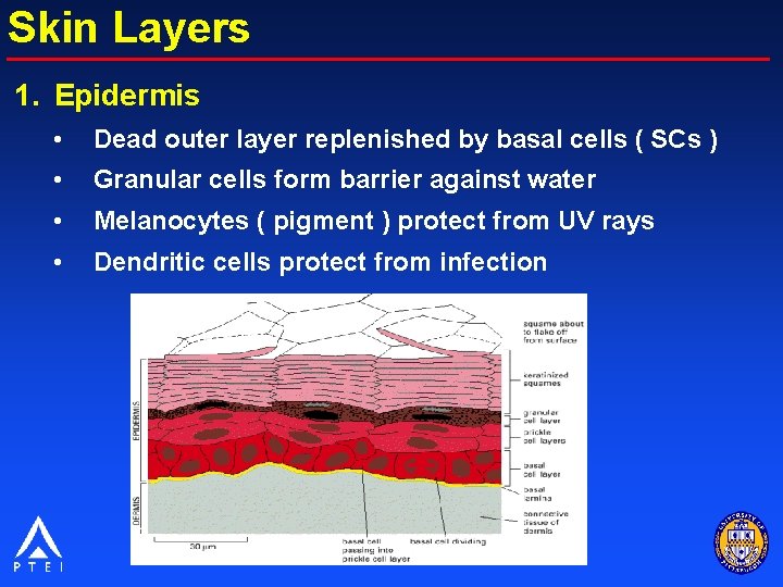 Skin Layers 1. Epidermis • Dead outer layer replenished by basal cells ( SCs