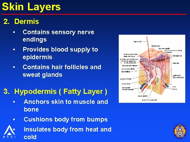 Skin Layers 2. Dermis • Contains sensory nerve endings • Provides blood supply to