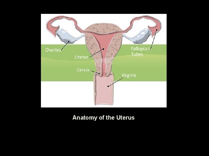 Anatomy of the Uterus 
