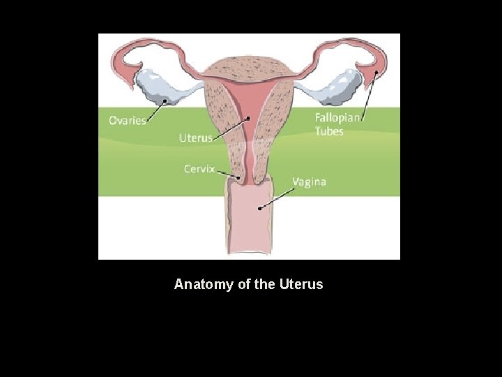 Anatomy of the Uterus 