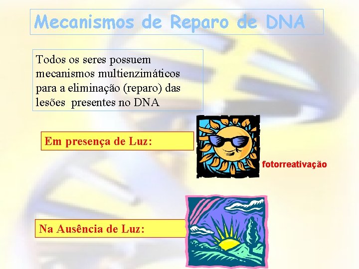 ü Mecanismos do de DNA: Mecanismosdede. Reparo DNA Ø Reparação por Fotorreativação Enzimática: Todos