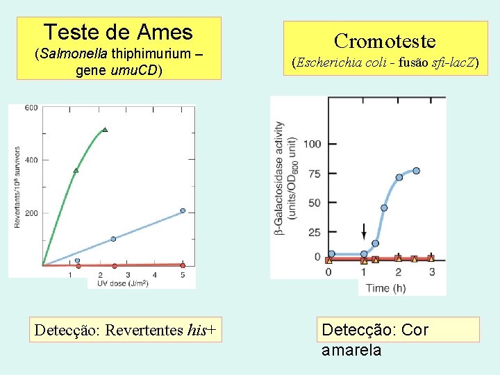 Teste de Ames (Salmonella thiphimurium – gene umu. CD) Detecção: Revertentes his+ Cromoteste (Escherichia Teste de Ames (Salmonella thiphimurium – gene umu. CD) Detecção: Revertentes his+ Cromoteste (Escherichia