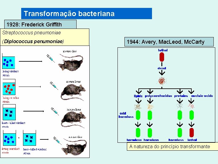 Transformação bacteriana 1928: Frederick Griffith Streptococcus pneumoniae (Diplococcus penumoniae) 1944: Avery, Mac. Leod, Mc.