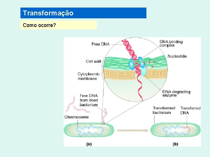 Transformação Como ocorre? 