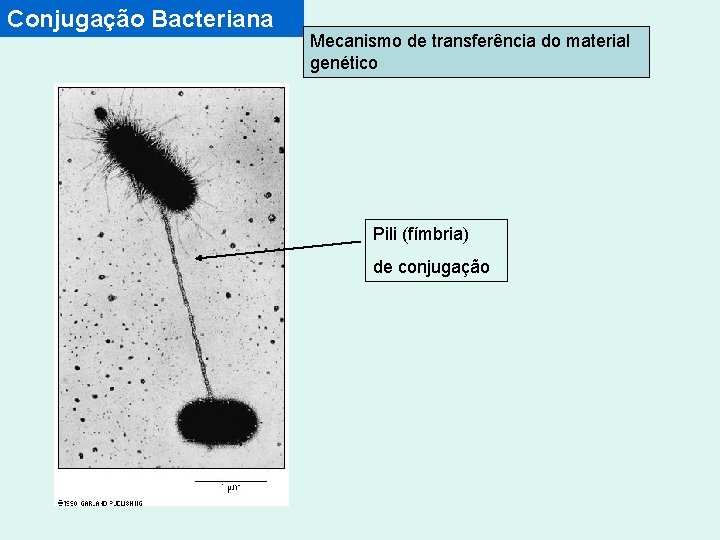 Conjugação Bacteriana Mecanismo de transferência do material genético Pili (fímbria) de conjugação 