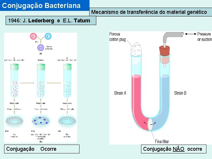 Conjugação Bacteriana Mecanismo de transferência do material genético 1946: J. Lederberg e E. L.