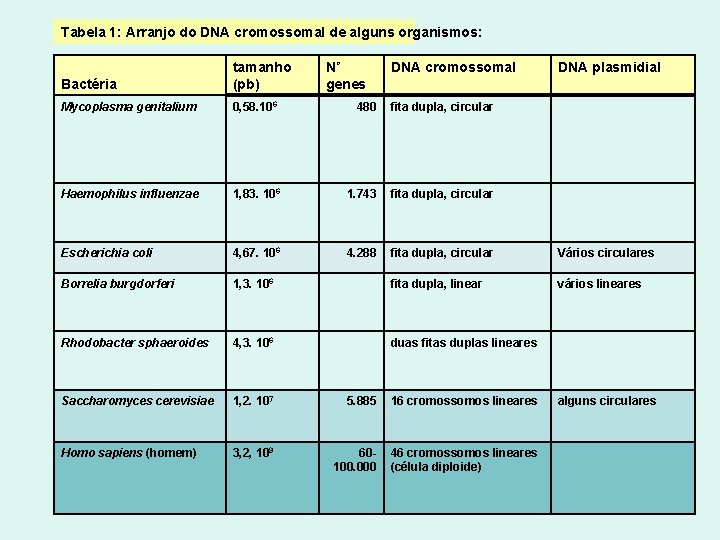 Tabela 1: Arranjo do DNA cromossomal de alguns organismos: Bactéria tamanho (pb) Nº genes