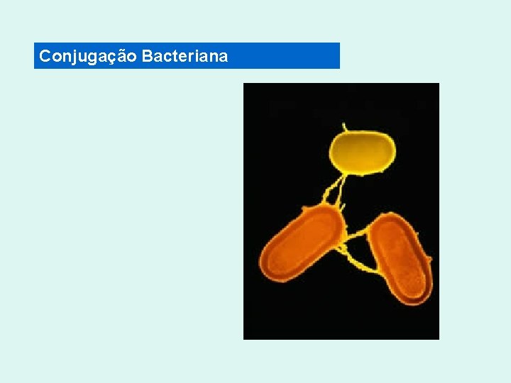 Conjugação Bacteriana 