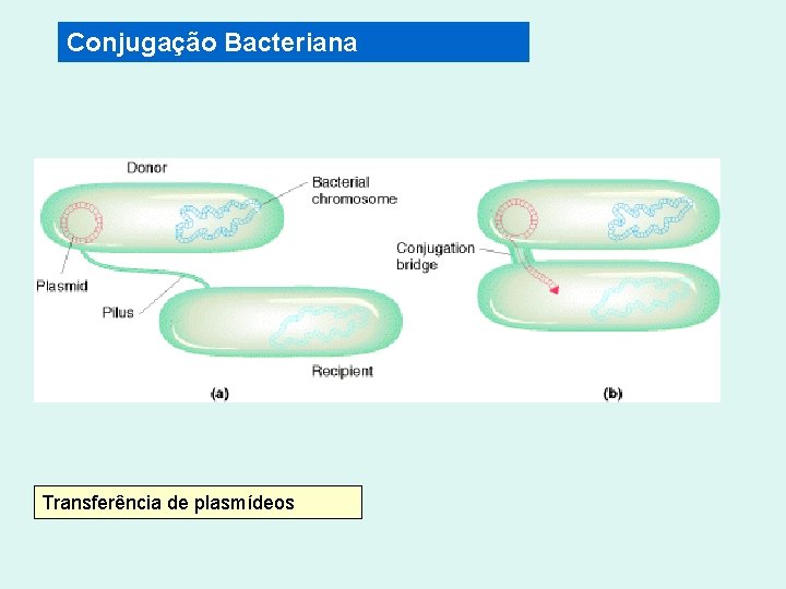 Conjugação Bacteriana Transferência de plasmídeos 