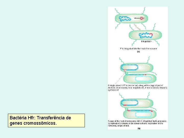 Bactéria Hfr: Transferência de genes cromossômicos. Bactéria Hfr: Transferência de genes cromossômicos.