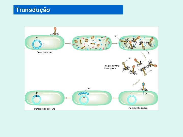 Transdução 