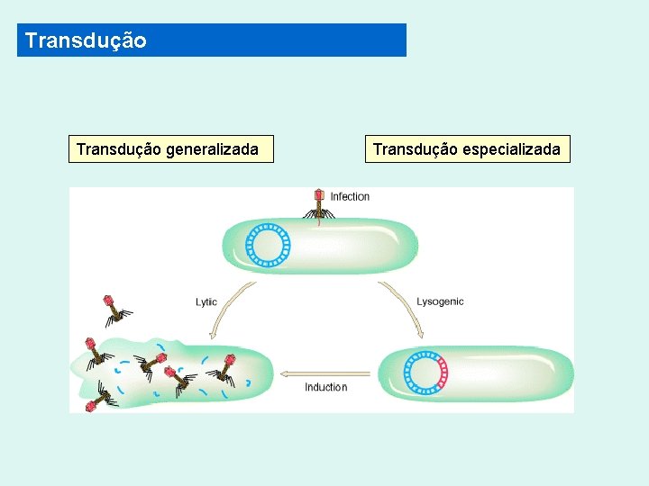 Transdução generalizada Transdução especializada Transdução generalizada Transdução especializada
