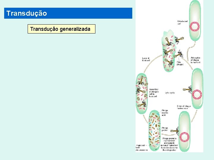 Transdução generalizada 