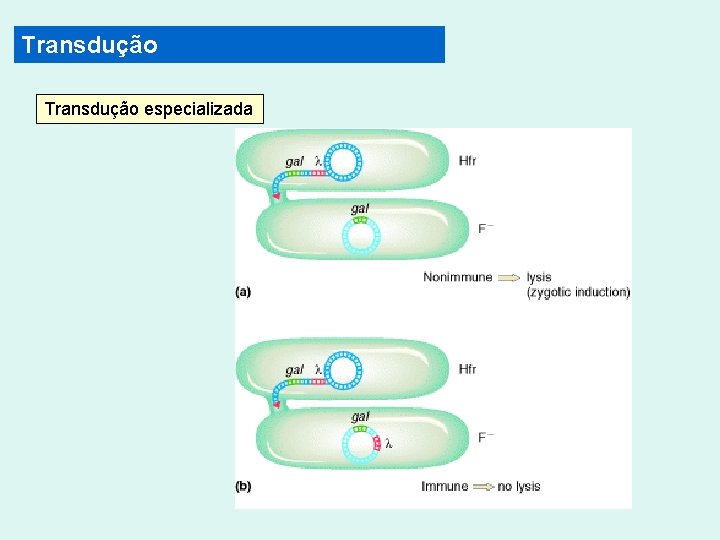 Transdução especializada 