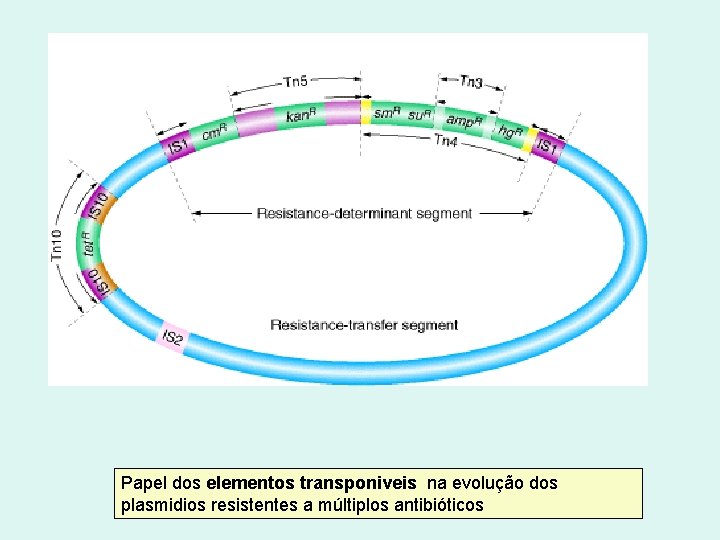 Papel dos elementos transponiveis na evolução dos plasmidios resistentes a múltiplos antibióticos 