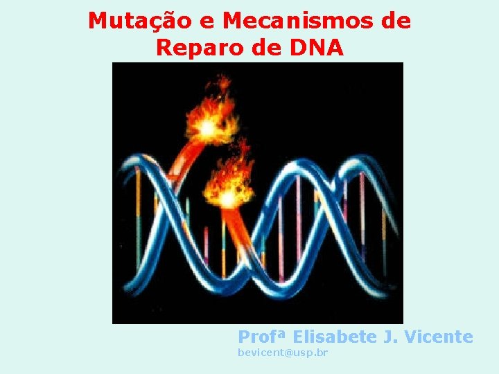 Mutação e Mecanismos de Reparo de DNA Profª Elisabete J. Vicente bevicent@usp. br 