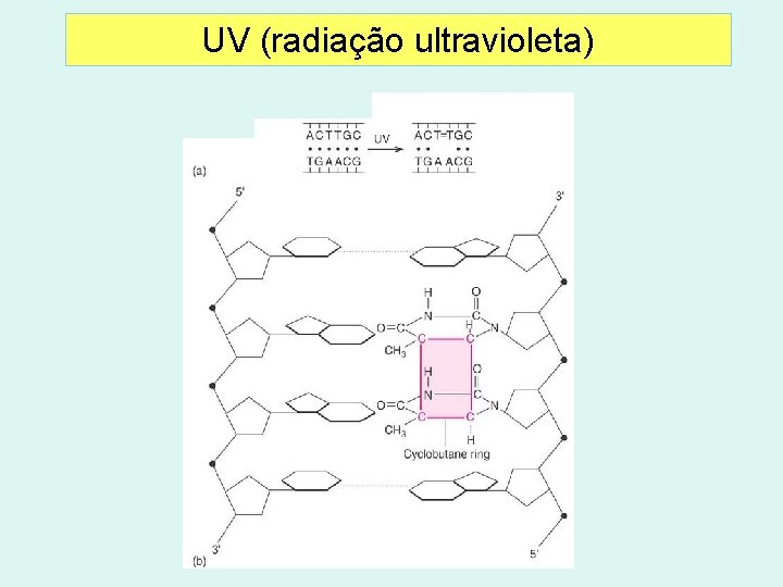 UV (radiação ultravioleta) 