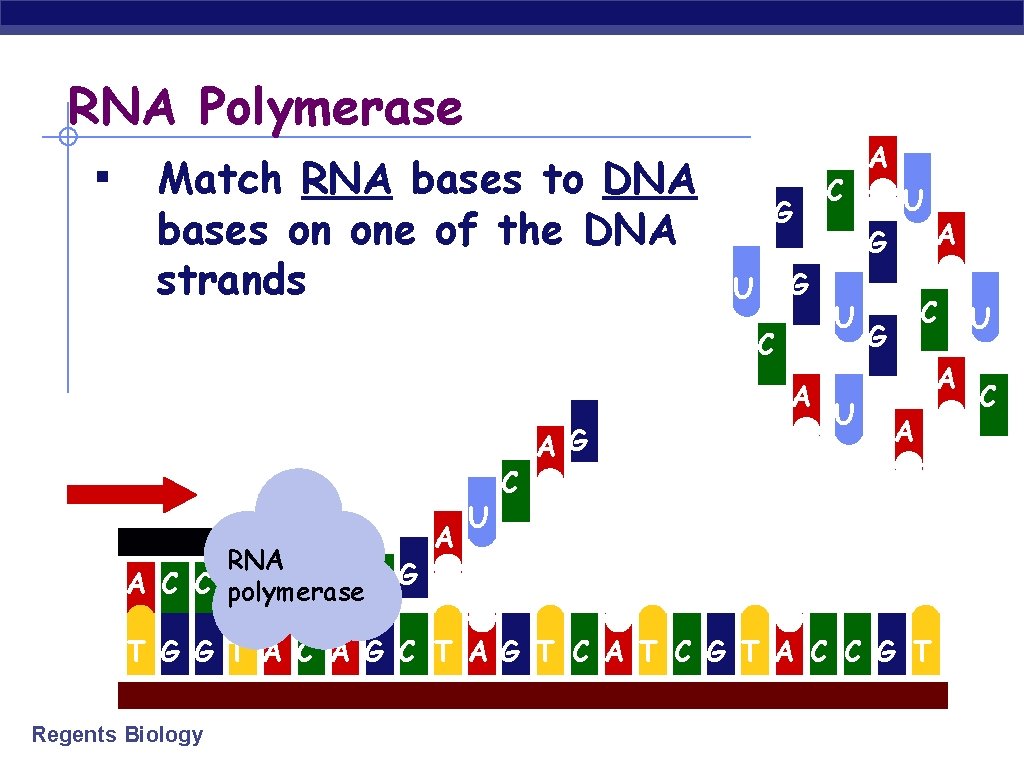 RNA Polymerase ▪ Match RNA bases to DNA bases on one of the DNA