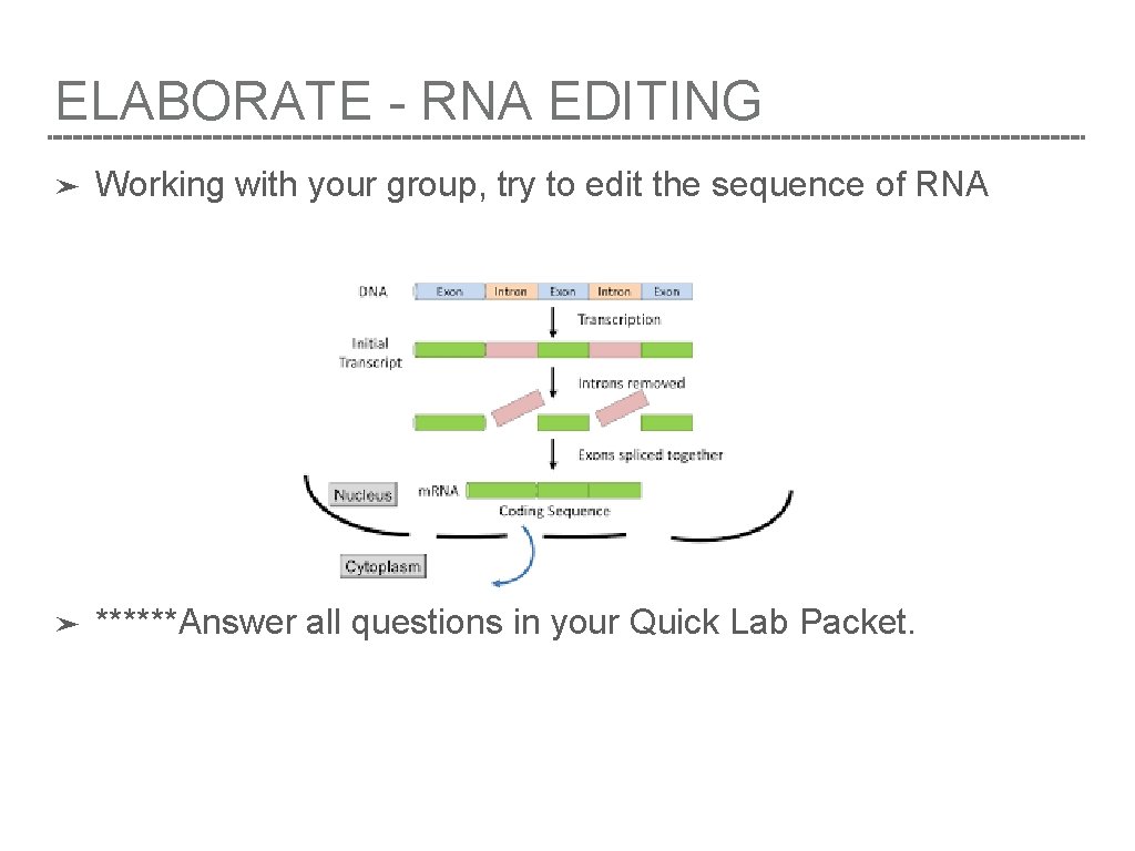 ELABORATE - RNA EDITING ➤ Working with your group, try to edit the sequence