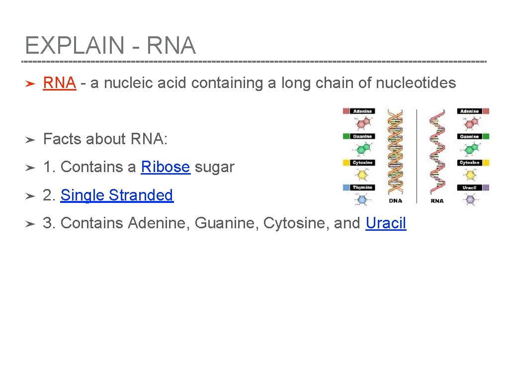 EXPLAIN - RNA ➤ RNA - a nucleic acid containing a long chain of